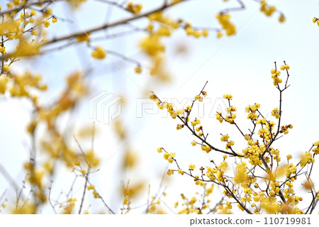 Yellow plum tree and sky Yellow plum tree and sky 110719981