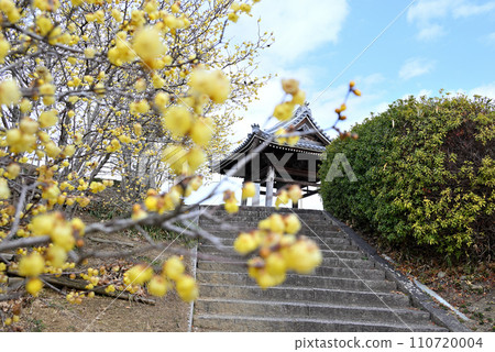 黃蠟梅和寺鐘 110720004