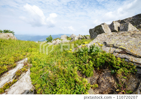 green alpine hills and meadow of carpathians. stones among the grass beneath a sky with clouds. summer vacations in ukrainian mountains green alpine hills and meadow of carpathians. stones among the grass beneath a sky with clouds. summer vacations in ukrainian mountains 110720207