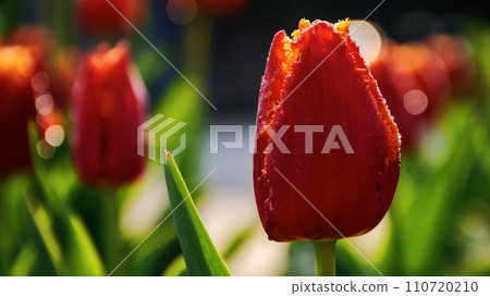red tulip closeup on a sunny day. spring holiday season red tulip closeup on a sunny day. spring holiday season 110720210