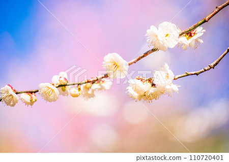 White plum blossom macro photography White plum blossom macro photography 110720401