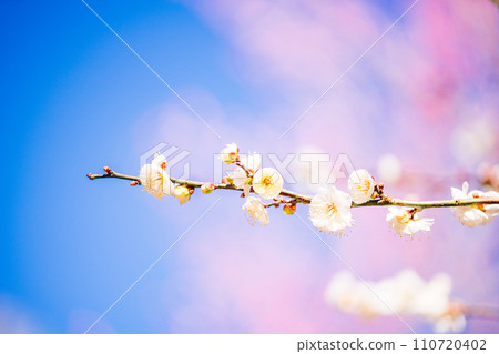 White plum blossom macro photography White plum blossom macro photography 110720402