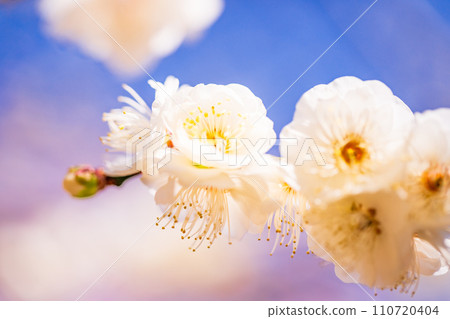 白梅花微距攝影 110720404