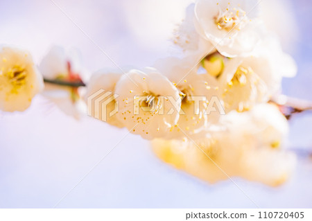 白梅花微距攝影 白梅花微距攝影 110720405