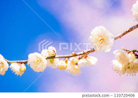 白梅花微距攝影 110720406