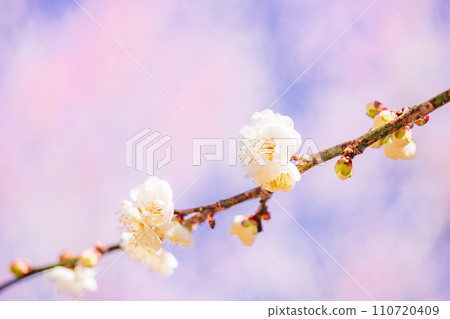 White plum blossom macro photography 110720409