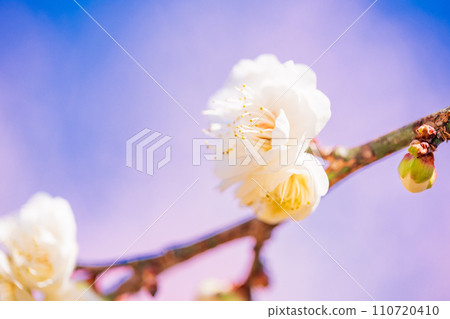White plum blossom macro photography White plum blossom macro photography 110720410