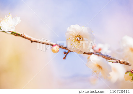 White plum blossom macro photography White plum blossom macro photography 110720411