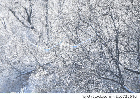 Whooper swan takes flight against the backdrop of hoarfrost trees along the river in Tsurui Village, Hokkaido 110720686