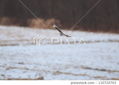 Short-eared owl flying over a riverbed in winter in Hokkaido Short-eared owl flying over a riverbed in winter in Hokkaido 110720703