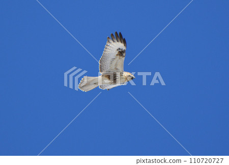 Buzzard flying in the winter blue sky of Hokkaido 110720727
