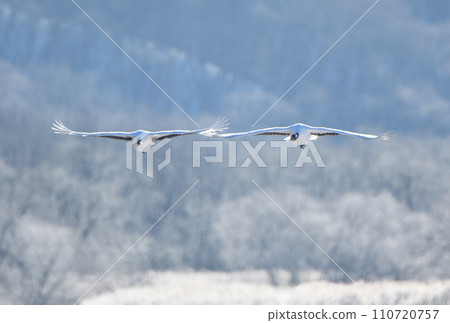 Red-crowned cranes taking flight against the backdrop of hoarfrost trees along the river in Tsurui Village, Hokkaido Red-crowned cranes taking flight against the backdrop of hoarfrost trees along the river in Tsurui Village, Hokkaido 110720757