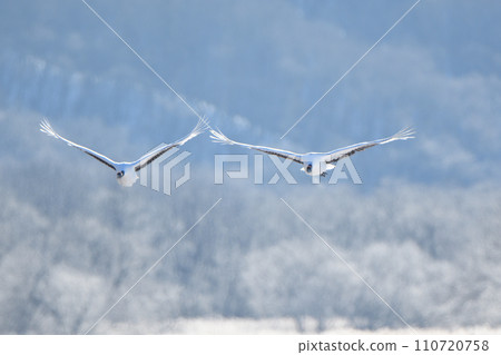 Red-crowned cranes taking flight against the backdrop of hoarfrost trees along the river in Tsurui Village, Hokkaido Red-crowned cranes taking flight against the backdrop of hoarfrost trees along the river in Tsurui Village, Hokkaido 110720758