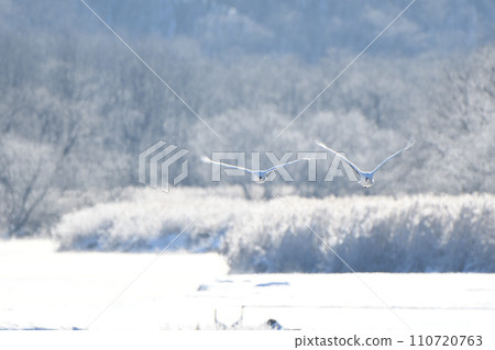 Red-crowned cranes taking flight against the backdrop of hoarfrost trees along the river in Tsurui Village, Hokkaido 110720763