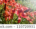 red lilies named Marco Polo. beautiful red lily flower grows in garden under the rays of the warm sun. Close-up 110720931