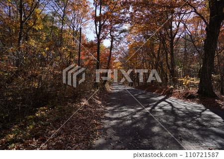 Karuizawa, Nagano Prefecture, road from Mine no Chaya through Shiraito Highland Way towards Old Karuizawa October 31, 2023 110721587
