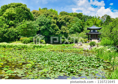 Kanshuji Temple, Himuro Pond with beautiful water lilies and Kannon Hall (Yamashina Ward, Kyoto City) 110721645