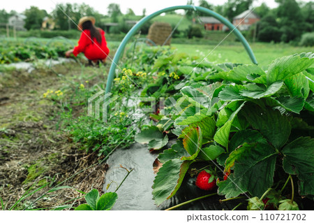 Strawberry farm harvest season Strawberry farm harvest season 110721702