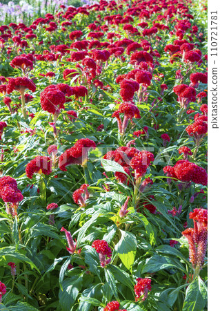 Big Red Celosia argentea blooming. Big Red Celosia argentea blooming. 110721781