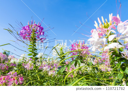 Cleome Spinosa flowers in the garden. Cleome Spinosa flowers in the garden. 110721782