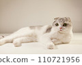 white bicolor scottish fold cat looking open yellow eyes, close-up portrait. kittenbreed 110721956