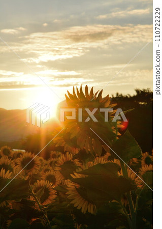 Sunflower field in Yame (Niigata Prefecture) Sunflower field in Yame (Niigata Prefecture) 110722229