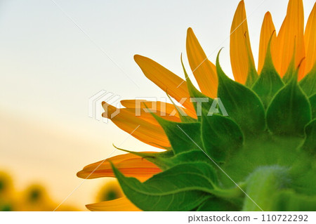 sunflower sunflower 110722292