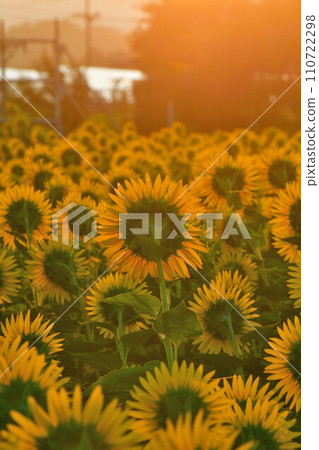 sunflower	 110722298
