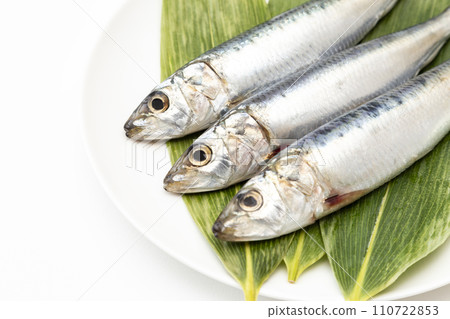 白色背景上的沙丁魚 白色背景上的沙丁魚 110722853