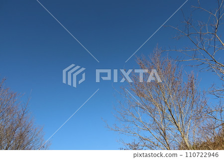 Fallen winter zelkova 110722946