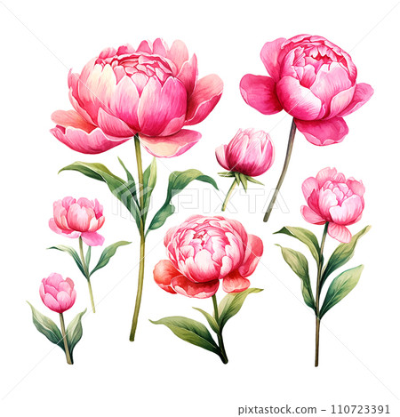 bouquet of peonies watercolor illustration set bouquet of peonies watercolor illustration set 110723391