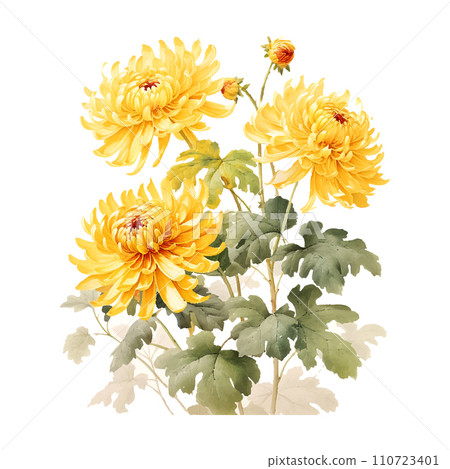 Meticulous yellow chrysanthemum, Chinese art, white background 110723401