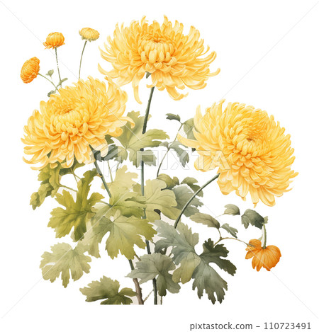 Meticulous yellow chrysanthemum, Chinese art, white background 110723491