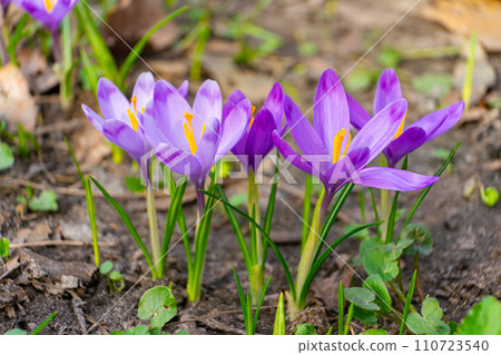 Blooming purple crocus flowers outdoors in a park, garden or forest 110723540