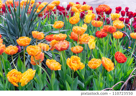 Blooming yellow-orange Double Beauty of Apeldoorn tulips flowers in garden, field. Blooming yellow-orange Double Beauty of Apeldoorn tulips flowers in garden, field. 110723550