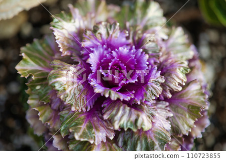 葉牡丹是新年期間種植的幸運符。 110723855