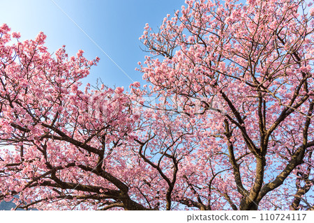 Cold cherry blossoms blooming against the blue sky 110724117