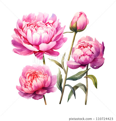 bouquet of peonies watercolor illustration set 110724423