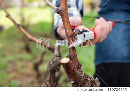 Farmer pruning the vine in winter. Agriculture. Farmer pruning the vine in winter. Agriculture. 110724835