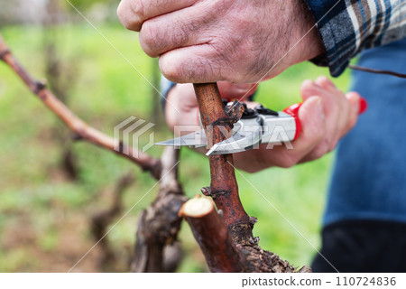 Farmer pruning the vine in winter. Agriculture. Farmer pruning the vine in winter. Agriculture. 110724836