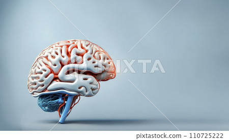 3D model of the human brain with neural connections. The concept of cooperation between artificial intelligence and humans 3D model of the human brain with neural connections. The concept of cooperation between artificial intelligence and humans 110725222