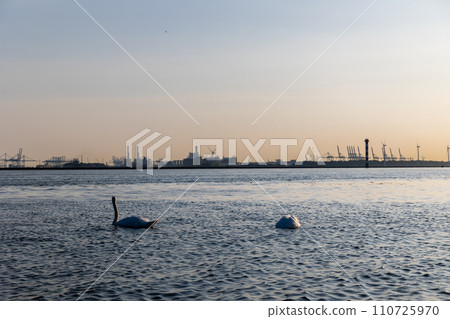 White swans swim in the sea, ocean. In the background are ships and seaport. Beautiful waves are lit in the evening sun. North Sea. Netherlands. 110725970