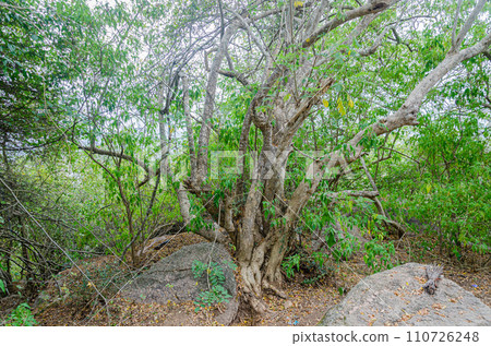 Rocky trail on Chamundi Hills, Mysore, India 110726248