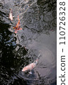 Nishikigoi swim in Sakuya Pond, Higashishinen Garden, where plum blossom petals spill in winter at Umemiya Taisha Shrine. 110726328