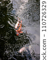 Nishikigoi swim in Sakuya Pond, Higashishinen Garden, where plum blossom petals spill in winter at Umemiya Taisha Shrine. 110726329