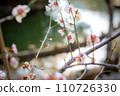 Winter at Umemiya Taisha Shrine, Higashi Shinen Garden, Sakuya Pond, white plum blossoms in full bloom surrounded by spring light 110726330