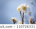 White plum blossoms in full bloom under the winter sky in winter at Umemiya Taisha Shrine 110726331