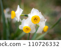 White daffodils bloom on the grounds of Umemiya Taisha Shrine in winter 110726332