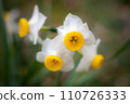 White daffodils bloom on the grounds of Umemiya Taisha Shrine in winter 110726333
