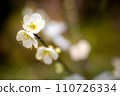 White plum blossoms in full bloom on the winter-dead grounds of Umenomiya Taisha Shrine 110726334